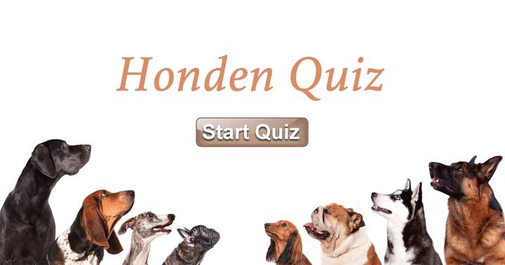 Banner for Ben jij een echte honden liefhebber? Dan moet deze quiz een makkie zijn voor jou!